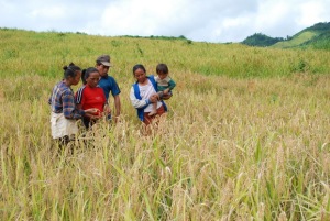 Rice farmers in the northern uplands of Laos