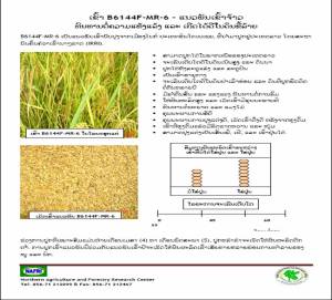 EXample of one of the fact sheets prepared by the Pilot Project from rice reseacrh results-in Lao