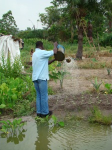 Vegetables being watered with wastewater